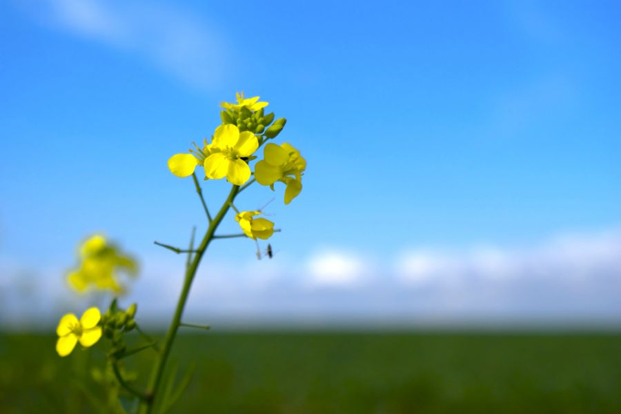 Weather worked against Manitoba grower’s Nexera canola crop