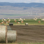 Many farms across Western Canada will likely be dealing with a certain amount of mouldy feed that can be fed in small amounts if blended off with better quality feed.