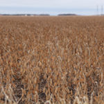 Many crops on the Prairies were waiting to be harvested at an unknown date due to unrelenting harvest weather, such as these soybeans seen here in Manitoba at the end of November.