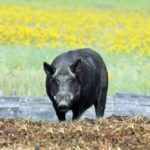 A large male wild boar — which can top 600 pounds — in a rare daytime photo. The animals tend to be nocturnal.