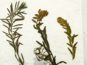 The three worst forage weeds