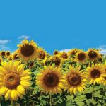 The rise of the 777 sunflower rust race