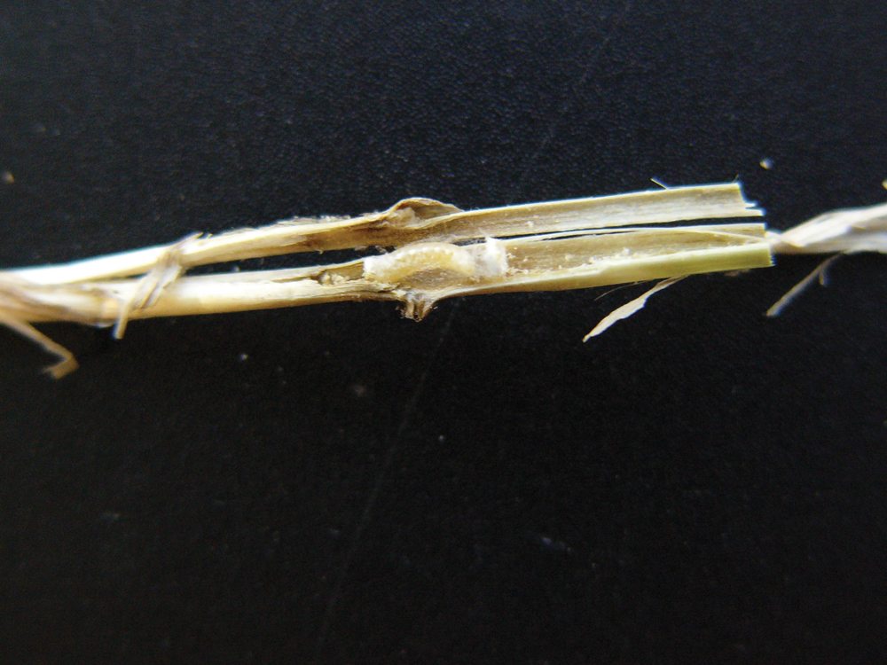 Six tips for managing wheat stem sawfly