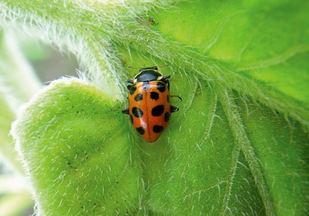 Seven beneficial insects on your farm