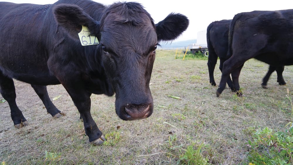 A feed shortage is a big financial hit, but how much depends on how you respond and the particular situation on your ranch.
 Photo: Michael Moskaluk, special to Alberta Farmer