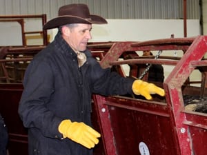 Five tips for easier cattle processing