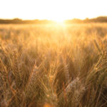 Four tips for better barley production