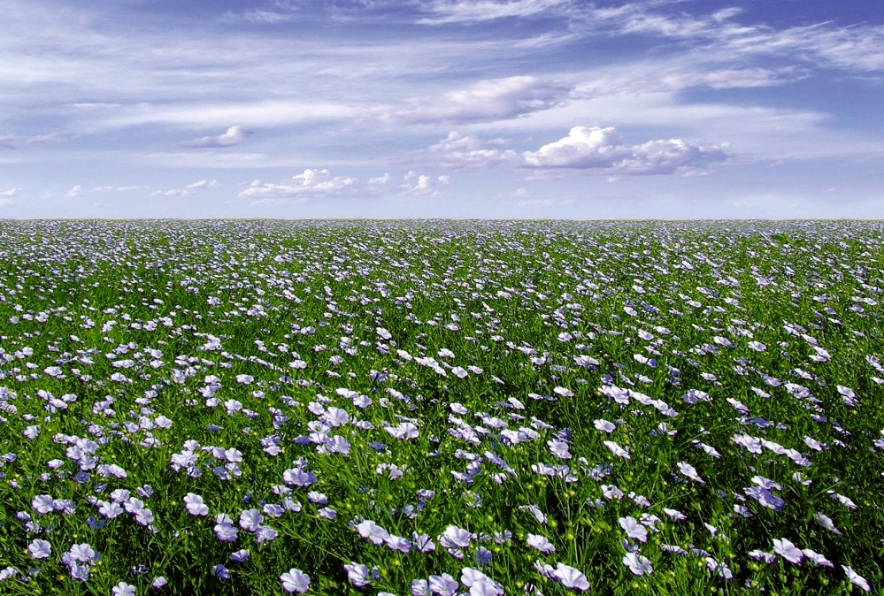 Nine pests to watch for if you’re growing flax