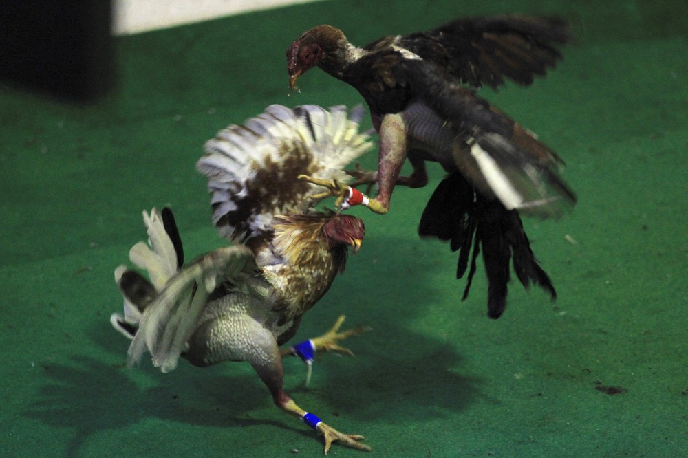 A file photo of roosters at the World Cockfighting Championship in Cali, Colombia on March 22, 2013, an event featuring competitors from Peru, the Dominican Republic, Puerto Rico, Venezuela and Ecuador among other countries. (File photo: Reuters/Jaime Saldarriaga)
