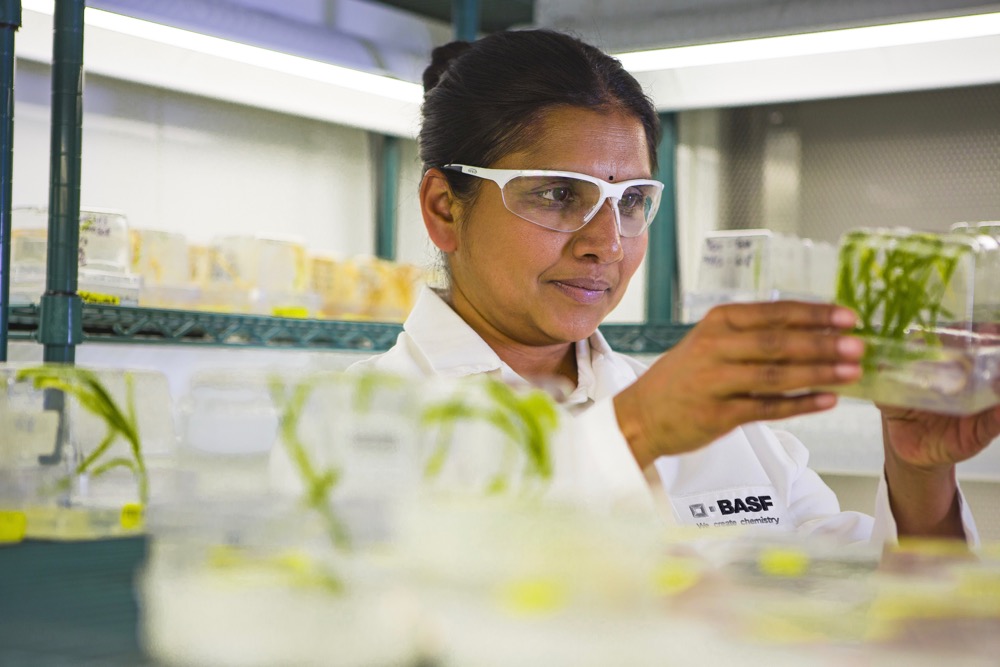 A BASF scientist examines transgenic corn plants. (BASF.com)
