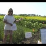 VIDEO: Crop Diagnostic School: Weatherproofing your crop rotation