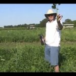 VIDEO: Crop Diagnostic School: Keeping soybeans out of edible beans