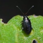 Flea beetle. (CanolaCouncil.org)

