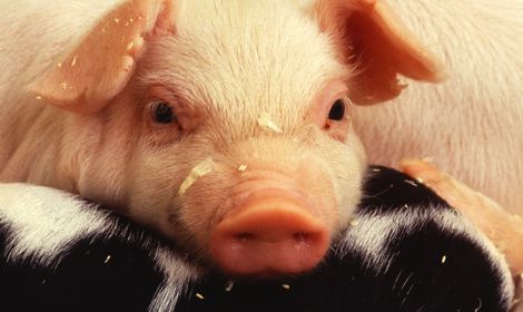 Porcine epidemic diarrhea, which has reached over 3,500 farms in 25 U.S. states since last April, is now confirmed on 23 farms in Ontario, Manitoba and P.E.I. (Photo courtesy ARS/USDA)
