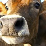 Flatulent cows start fire at German dairy farm, police say