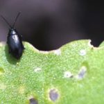 Flea beetle feeding (Photo courtesy Canola Council of Canada)
