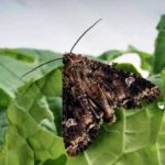 Photo: Saskatchewan Agriculture
