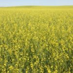 A carinata crop in flower near Minton, Sask., about 120 km west of Estevan. (Photo courtesy Agrisoma Biosciences)
