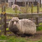 Shaun, a six-year-old merino sheep, is estimated to be carrying 25 kg of wool. (ABC.net.au)
