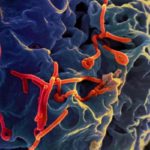 A colorized electron micrograph from the National Institute of Allergy and Infectious Diseases (NIAID) shows filamentous Ebola virus particles (in red) budding from the surface of a green monkey kidney epithelial cell. (NIAID photo courtesy U.S. Centers for Disease Control and Prevention)
