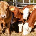 U.S. livestock: CME live cattle finish down, but off session lows