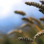 No frost but excess rain for Argentina wheat