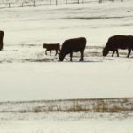 (Photo courtesy Canada Beef Inc.)
