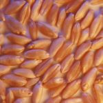 Prairie durum prices rising as farmers aren’t selling