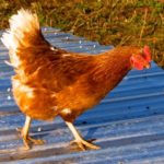 (Dave Bedard file photo)