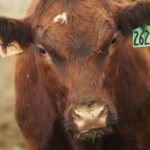(File photo courtesy Canada Beef Inc.)