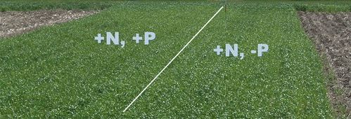 Can you spot the difference between the two sides of this wheat plot? Probably not, AAFC researchers say. (Environmental Science and Technology)

