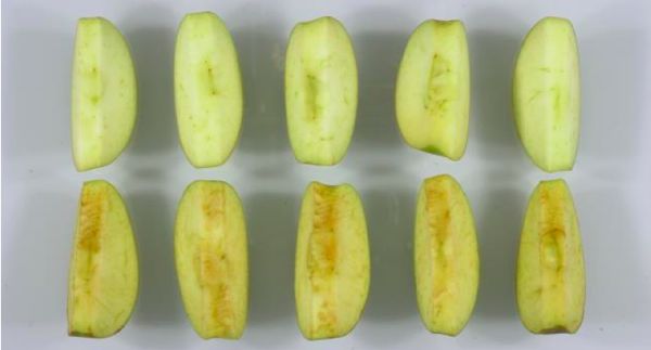 Slices of OSF’s Arctic Granny Smith apples (top) are compared to their conventional counterparts. (ArcticApples.com)
