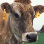 (Peggy Greb photo courtesy ARS/USDA)
