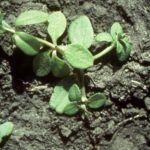 Cleaver seedlings. (Photo courtesy Canola Council of Canada)
