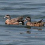 American wigeons at Quebec’s Iles-de-Contrecoeur National Wildlife Area. (Environment Canada photo by Benoit Audet)