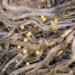 These golden nematode cysts, shown here on potato roots, are about a third to half a millimetre in diameter. (Xiaohong Wang photo courtesy ARS/USDA)
