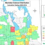 Time to test all Man. fields for clubroot, province says