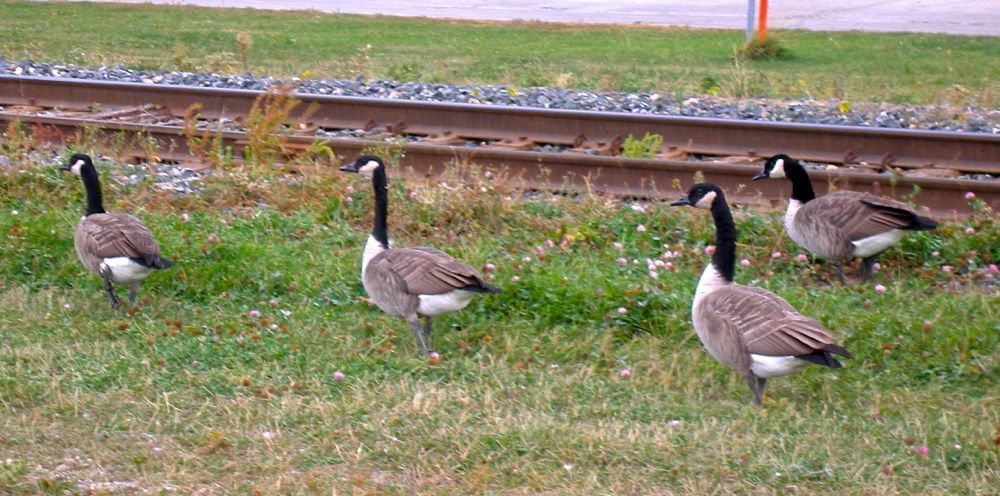 Michigan state officials say three Canada geese in Macomb County, on the west side of Lake St. Clair, were confirmed Saturday with high-path H5N2 avian flu. (File photo by Dave Bedard)
