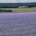 (FlaxCouncil.ca)