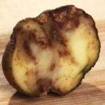 Late blight has cost potato growers worldwide billions in damaged crops. (Scott Bauer photo courtesy ARS/USDA)
