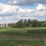 Farmland south of Turtleford benefited from recent rain. (Lisa Guenther photo)
