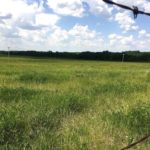 Hayland north of Livelong, Sask. (Lisa Guenther photo)
