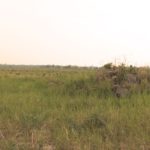 Frost and dry conditions have stressed pastures and forages in northwestern Saskatchewan. (Lisa Guenther photo)
