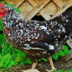 Anconas, a breed that originated in Italy, are among the birds being protected.
Bird Breeds Central