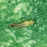 Western flower thrips, which Russia says it’s found in imported flowers from the Netherlands. (Omafra.gov.on.ca)
