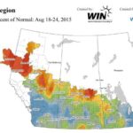 Rain in Sask., Man. stalls harvest, causes crop damage