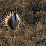(Stephen Ausmus photo courtesy ARS/USDA)
