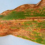 Initial symptoms of tar spot are brownish lesions on leaves of affected corn plants. Black spore-producing spots appear later. (Kiersten Wise photo courtesy Purdue University Botany and Plant Pathology)
