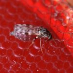 Culicoides sonorensis. (Scott Bauer photo courtesy ARS/USDA)