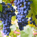 (SterlingVineyards.com)
